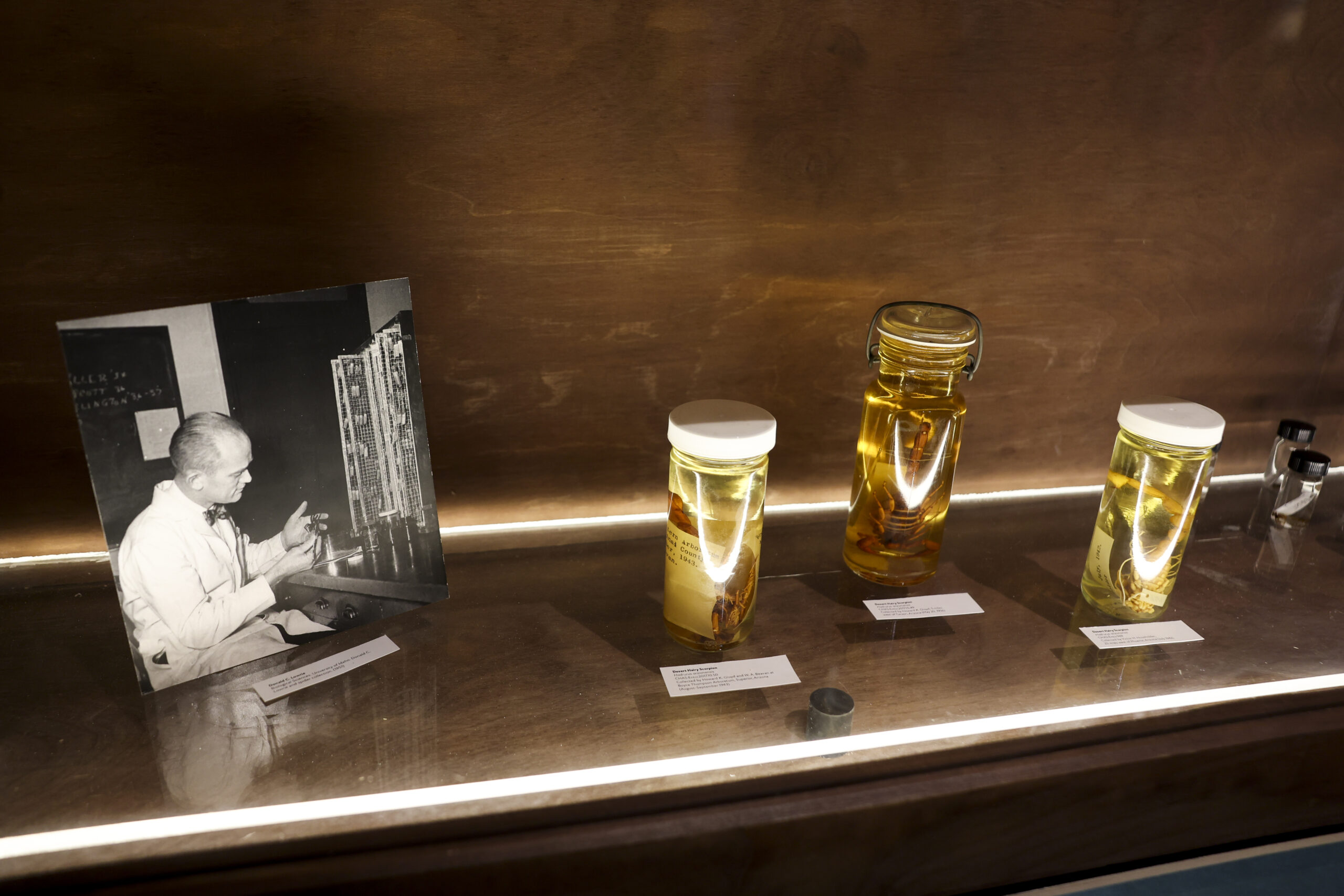 A photo of entomologist Donald C. Lowrie and specimens in...