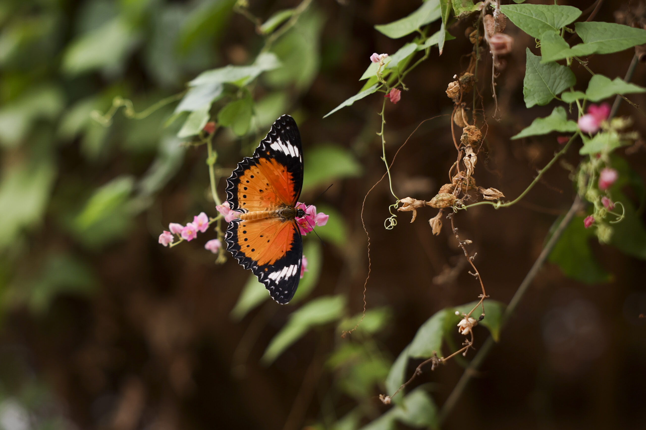 A butterfly rests on a plant in the Judy Istock...