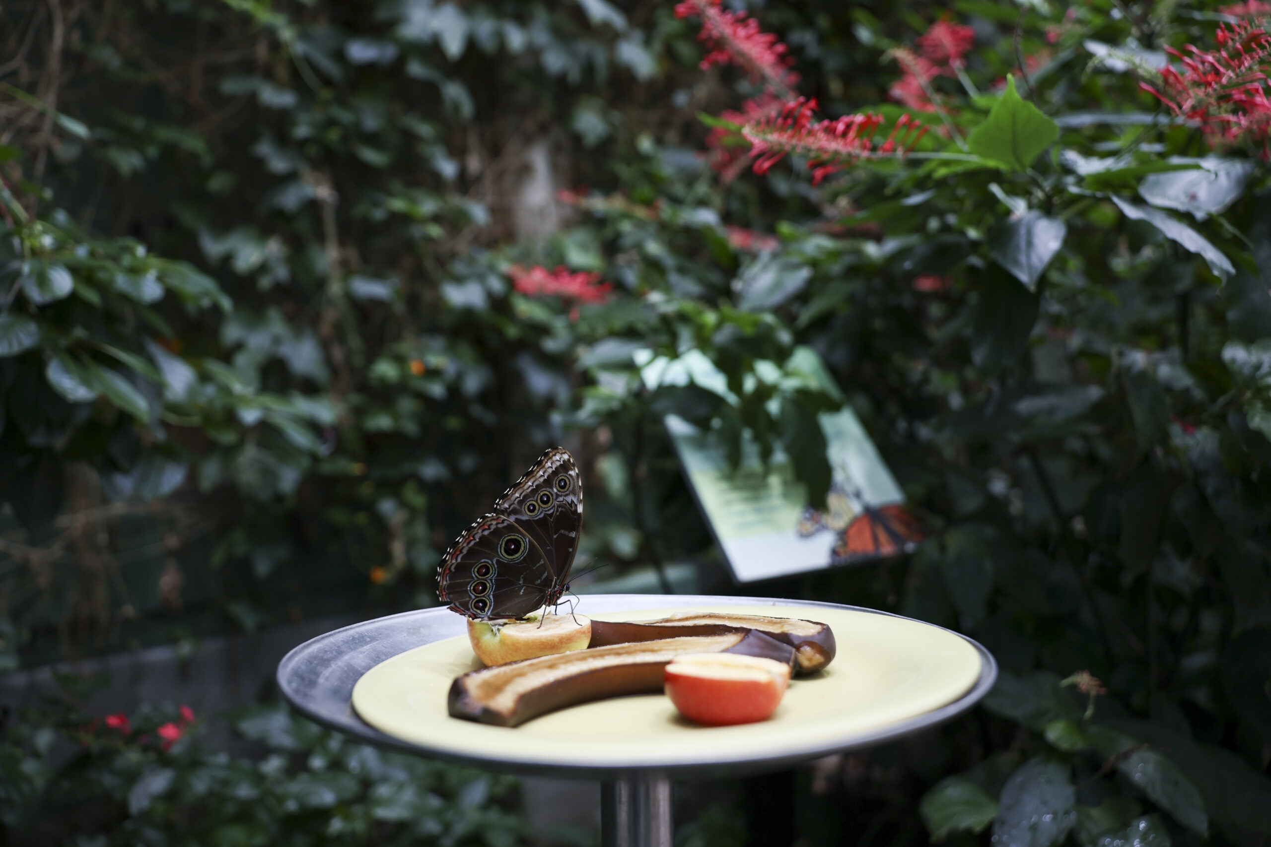 A butterfly rests on fruit in the Judy Istock Butterfly...