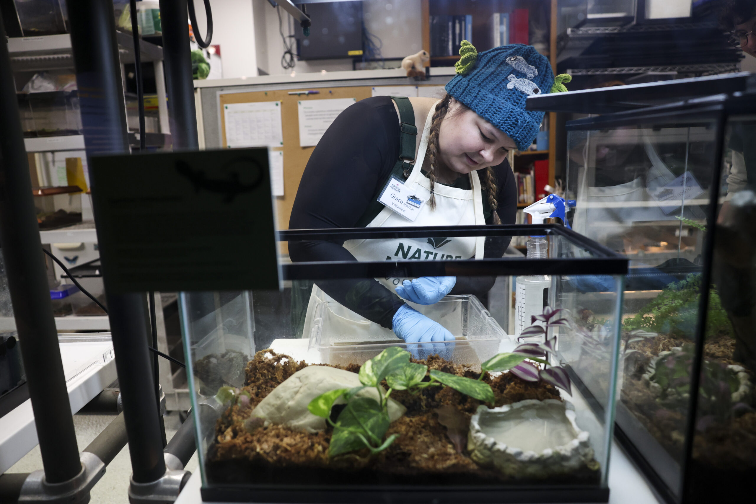 Volunteer Grace Rockenhauser puts a spotted salamander back into its...