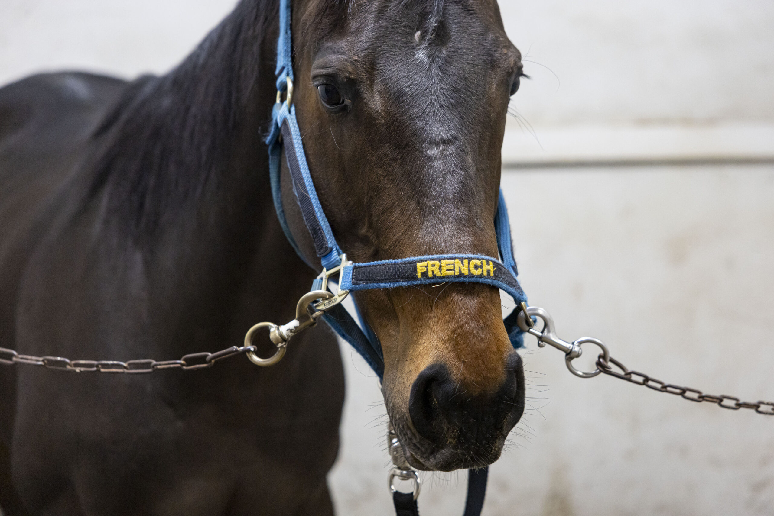 A horse named French, named for fallen police Officer Ella...