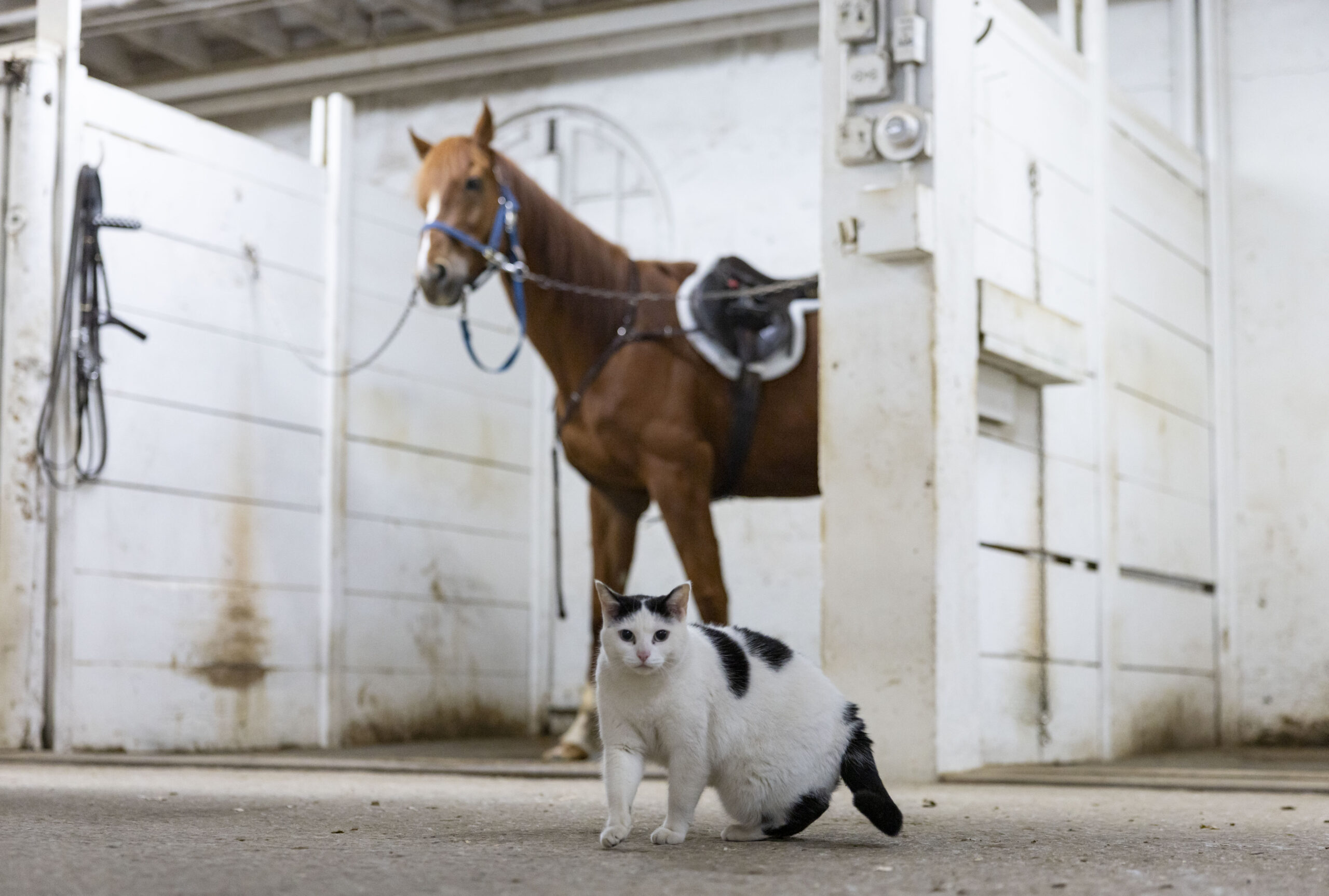 A cat named Moo walks between stables at the Chicago...